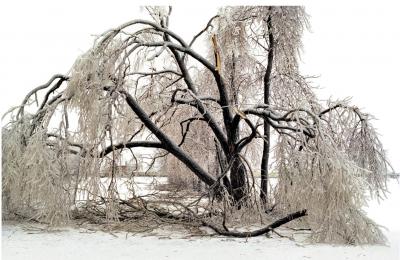 Tree with branches broken from heavy ice