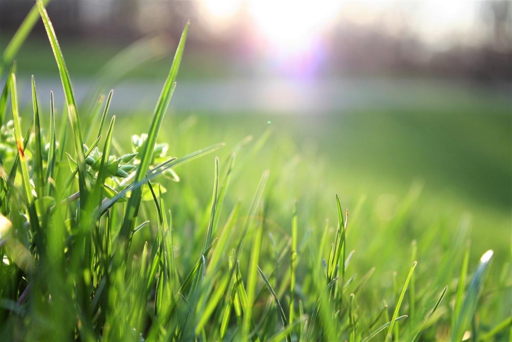 Mowing buffalo outlet grass